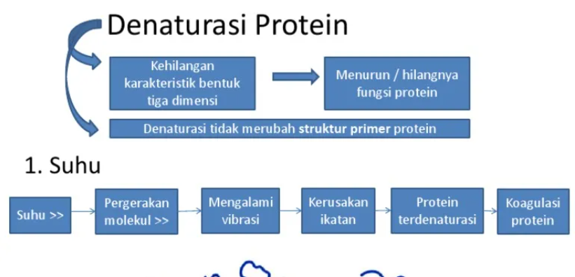 Apa Itu Denaturasi