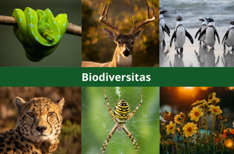 Ekosistem dan Biodiversitas: Memahami Jaringan Kehidupan di Bumi