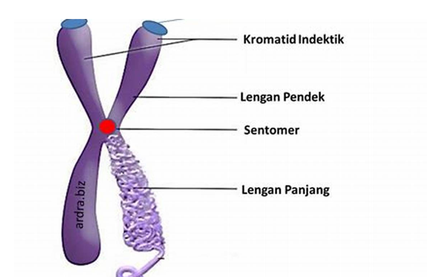 Manfaat Kromosom
