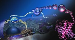 Diagram heliks ganda DNA dengan label basa nitrogen, menyoroti struktur dan fungsi molekul dalam biologi molekuler.