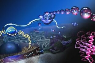 Diagram heliks ganda DNA dengan label basa nitrogen, menyoroti struktur dan fungsi molekul dalam biologi molekuler.