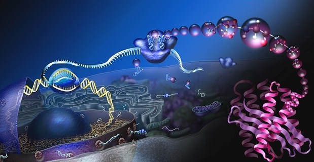 Diagram heliks ganda DNA dengan label basa nitrogen, menyoroti struktur dan fungsi molekul dalam biologi molekuler.