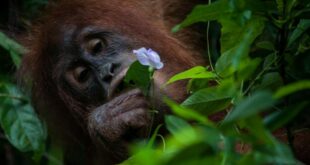 Hewan dan tumbuhan langka yang berperan penting dalam keanekaragaman hayati.