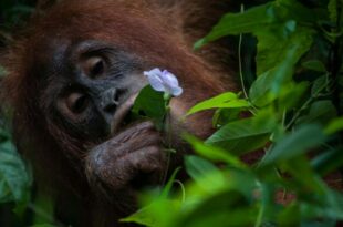 Hewan dan tumbuhan langka yang berperan penting dalam keanekaragaman hayati.