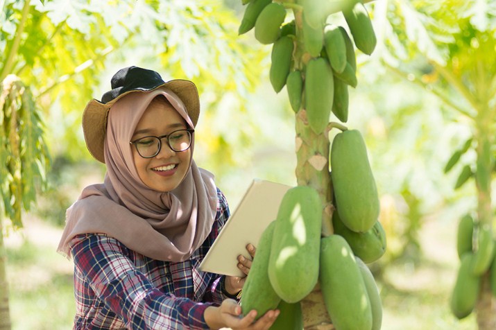 Pepaya segar dengan warna oranye cerah yang menggambarkan manfaat kesehatan dari buah ini.